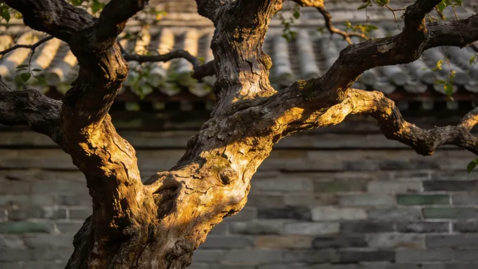 图片[1]-为何枣木成为传统文化创意作品的经典材质？-衔鳞集